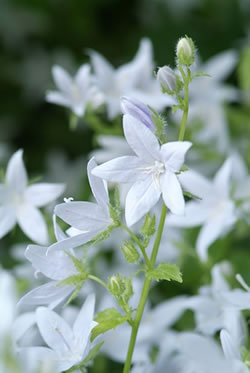 vaste_planten_in_de_zon_campanula